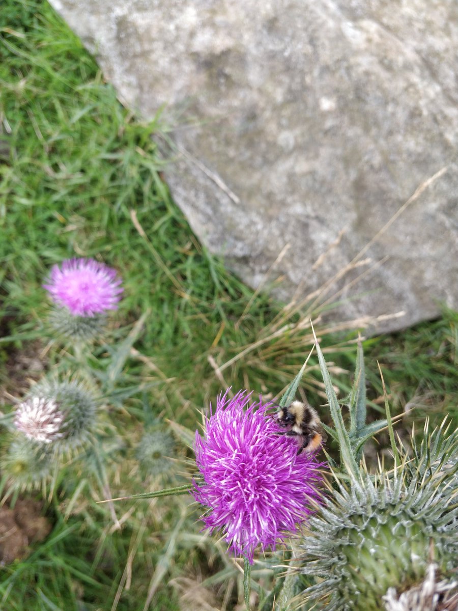 Emily Bailes tweet media