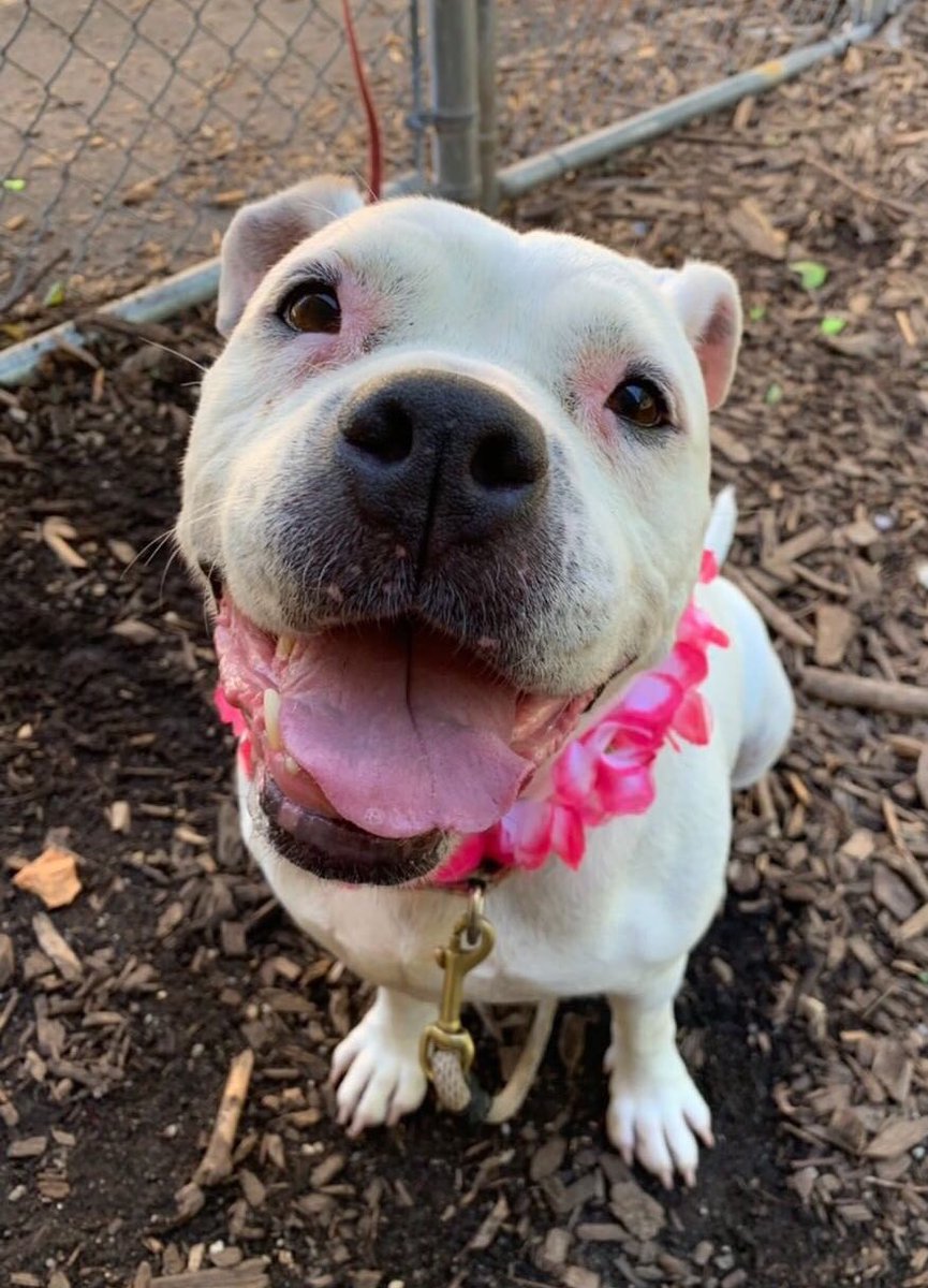 dog_rates tweet picture
