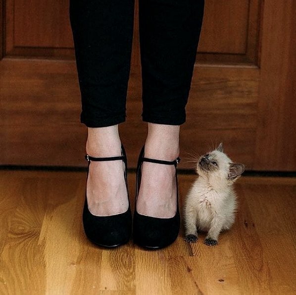 TodayCat1's tweet image. Tiny kitten, big world 😻😻 l Source: @youngestoldcatlady

🔔 Don't miss out on any post - turn notifications ON

#CatsOfTwitter #catsofinstagram #catstagram #catlovers #ilovecats