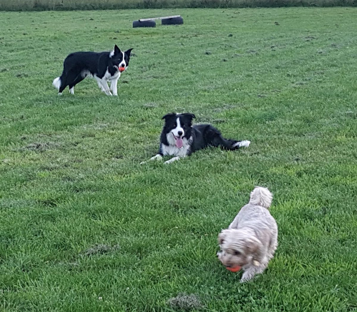 asutherland93's tweet photo. Champ(standing) had a fantastic time running free with Buddy and wee Poppy in the secure activity field๐ถ๐#bordercollie #deafdog #Runfreedogfields https://t.co/pkNdt5fkYq