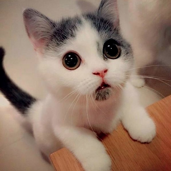 Welovekitten2's tweet photo. Hello Monday 💝 #cat #kitten #kitty #caturday #catmom #kittens #pet https://t.co/OTWGeQdmJJ