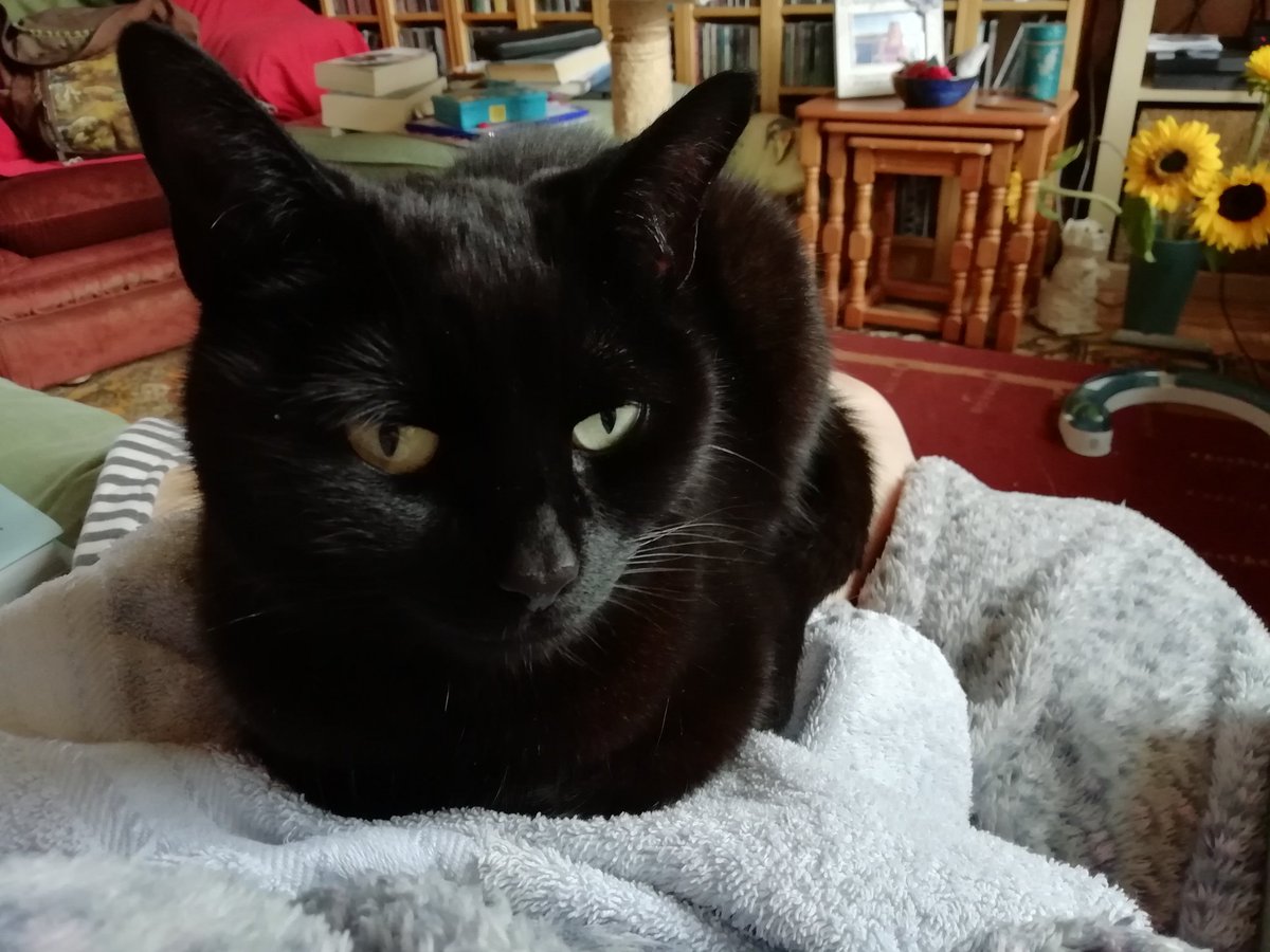 BPantherii's tweet photo. Happy #BlackCatAppreciationDay to my fellow panfurs. Also to the two tux reprobates and Max. https://t.co/xLAhpdGjDr