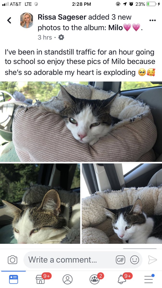 prissssay's tweet photo. Do u think my mom misses my cat? https://t.co/w2JeSo5Ei3