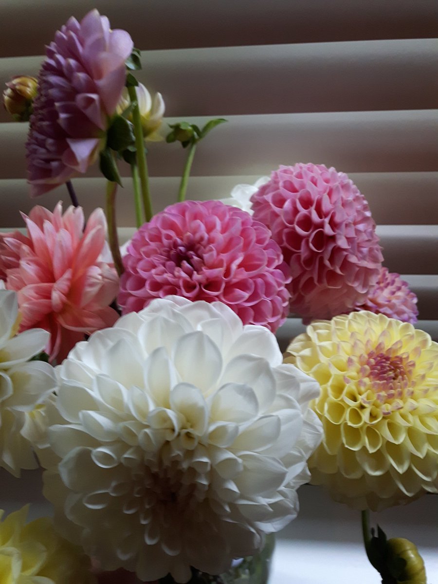 misswestYVR's tweet photo. Someone did their homework! lol Thank you so much D, they're beautiful! 

#gfe #vancouverdate #vancouverescort #yvrescort #escort #playmate #letsplay #vancouvercompanion #yvrcompanion #mercedeswest #escapewithme #dahlias #myfavourite https://t.co/qBM0U80wMl