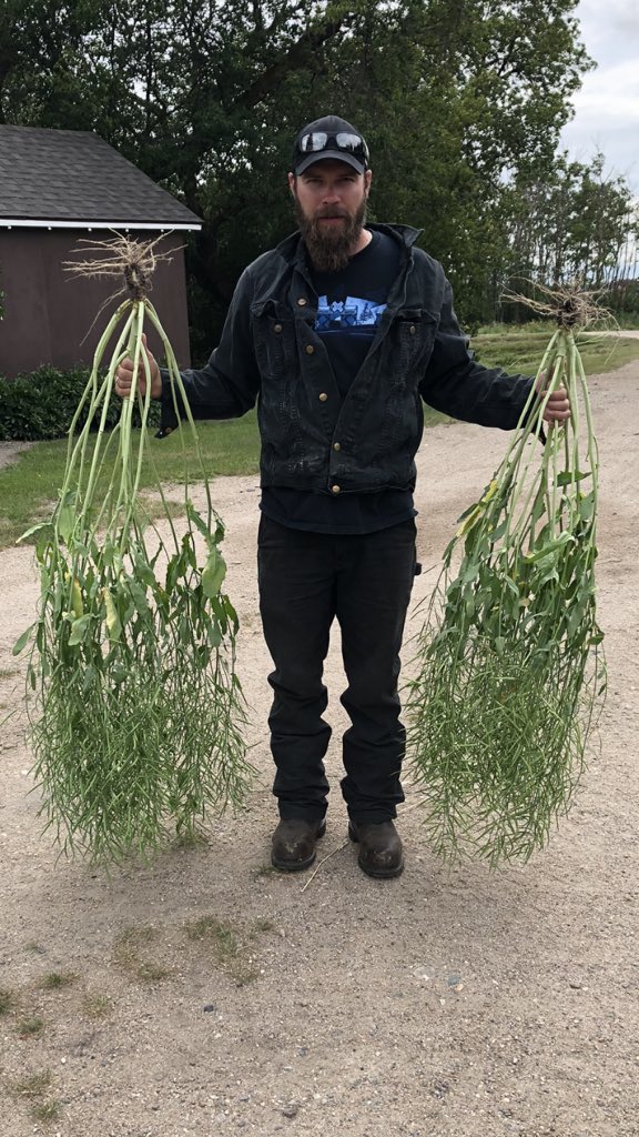 JasonPi33899008's tweet photo. Here’s to hoping for a long fall to bring this crop in, sure come a long way #TK10 #HumicDG #Kugler2075 #Defendermaxx #SaskAg #Invigor https://t.co/6MQJO05kkB