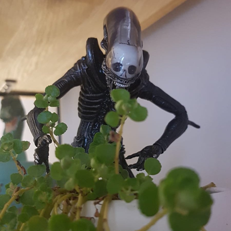 leuh_fahn's tweet photo. même des crossovers avec les plantes de @MI2k13 !!
https://t.co/hQK8oSbFw1 https://t.co/jiqYLcIlfX