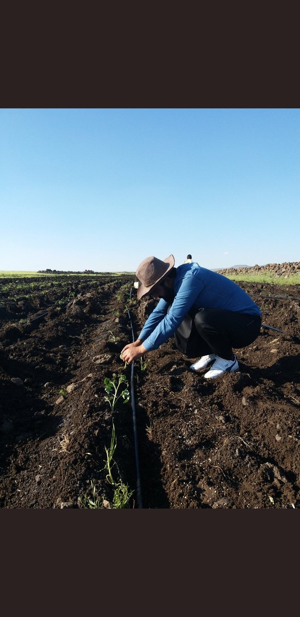 AhmdQrjdx's tweet image. Zemanekî min bi şelwerê xwe yê Swêregê lemên zebeşan, şamikan,  îsotan, balcanan dadanîn, lê nika şelwerekî min jî nîn e, mala dema diherike bişewite.