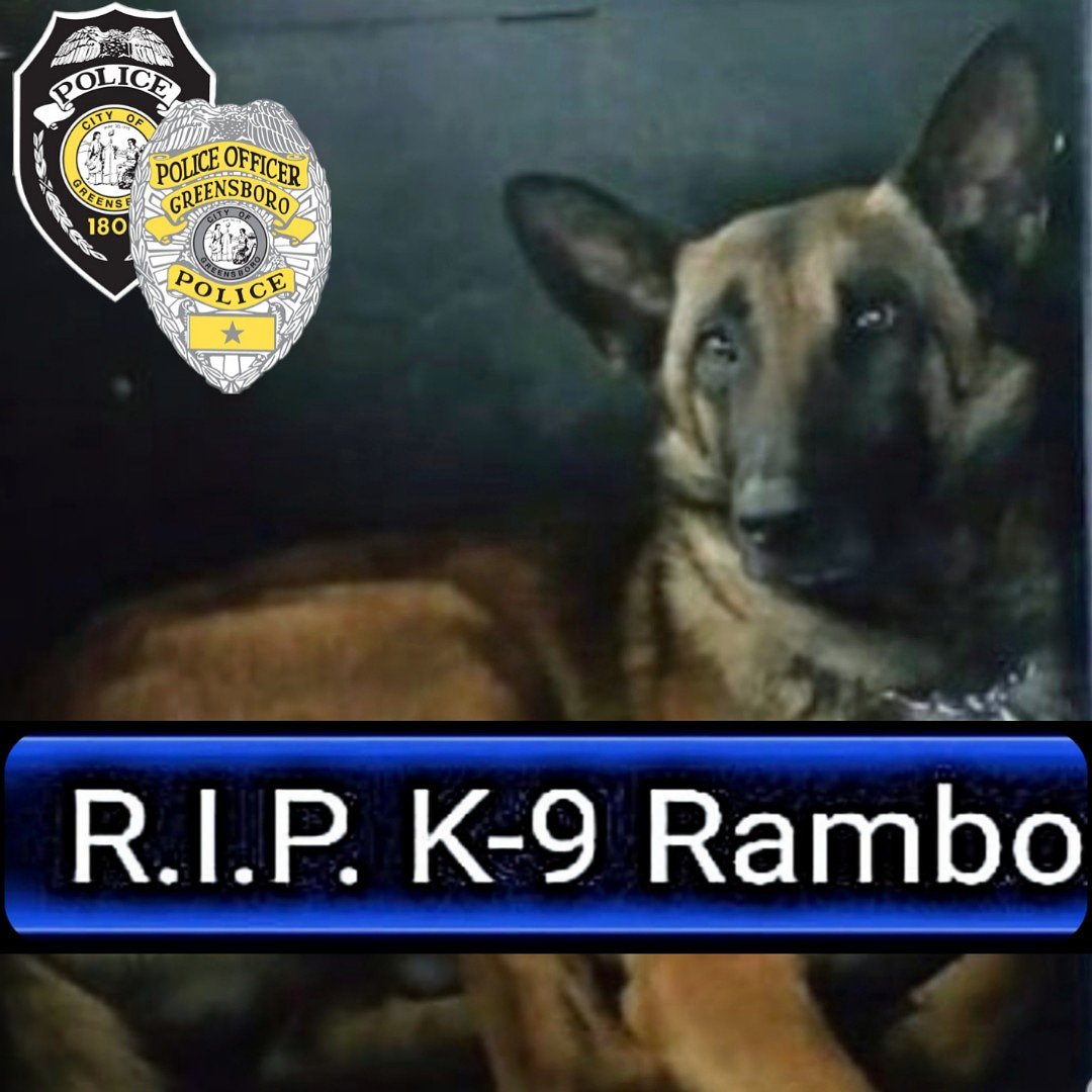 The City of Greensboro lost a true hero in the line of duty last night doing what he loved to do. Our hearts are broken and my thoughts are with his partner, his family & the rest of the K9 Team. 🐾⚫🔵⚫🐾
#RIPRambo #k9 #police #LawEnforcement #k9officer #k9strong #K9Rambo #eow