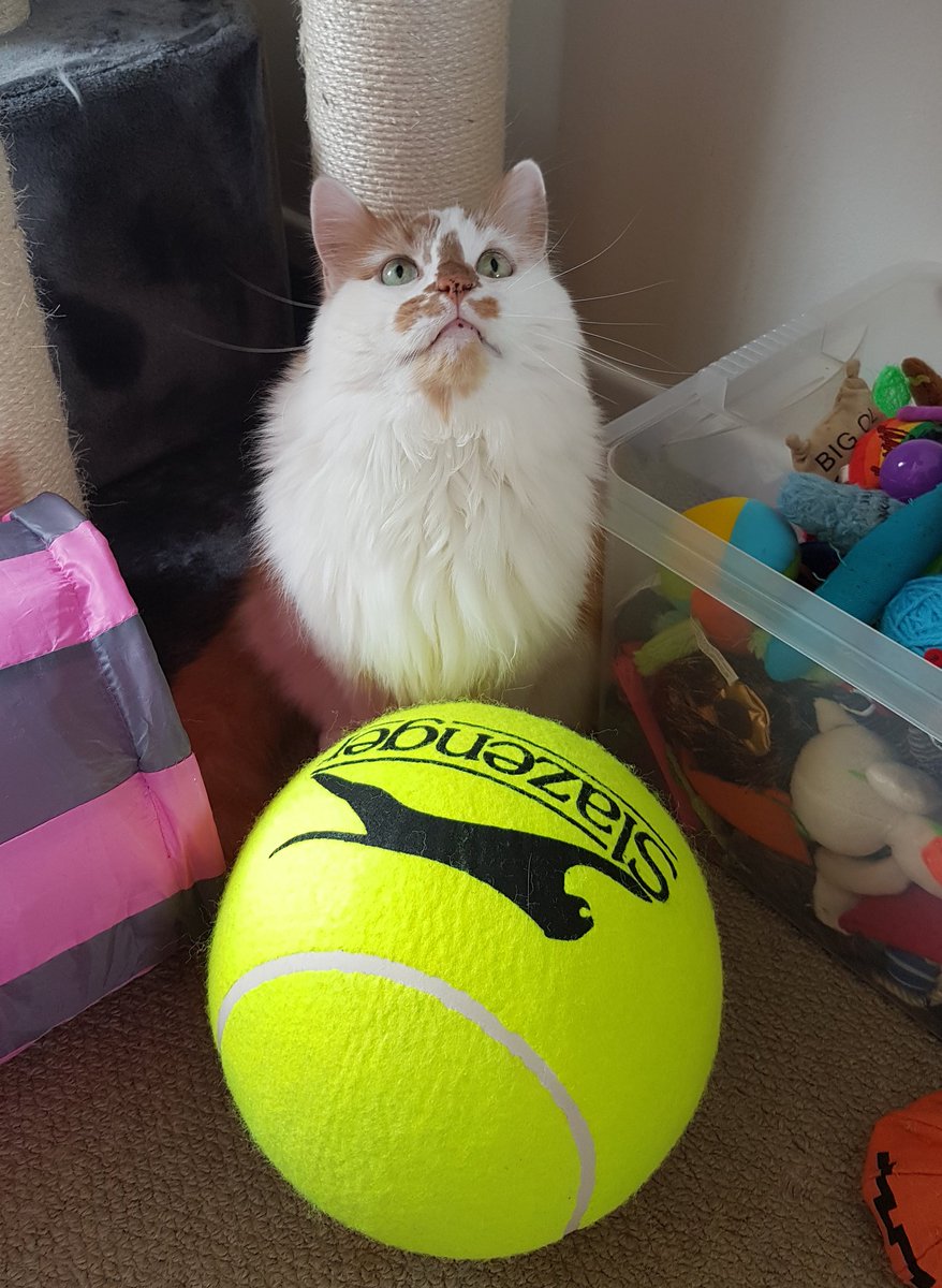 sweetbabylogan's tweet photo. My new Giant ball😀 im not to sure how to play with it tho https://t.co/W280L0OCYe