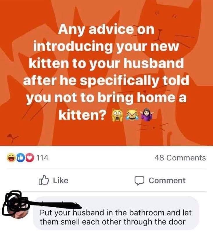 MundusFoods's tweet photo. A friend just shared this one with us....so freaking funny. #cats #kittens #justonemore #butkittybeans #howcanyousayno https://t.co/8MM2JTfFBL