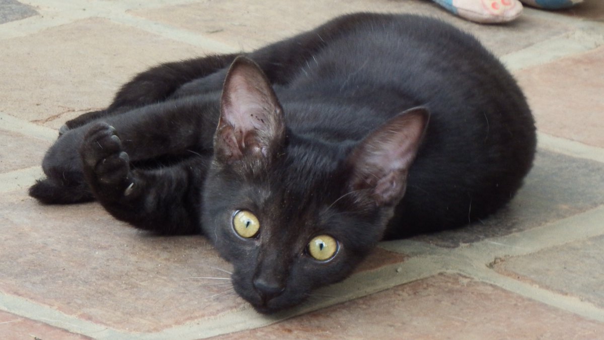 PaulaElsley's tweet photo. Black Cat Appreciation Day.
Love my little mischievous Midnight. A great little rescue she was.
#cats #BlackCatAppreciationDay #pets #RescueCats  #BlackCat #blackcats https://t.co/4VqnzWuz5R