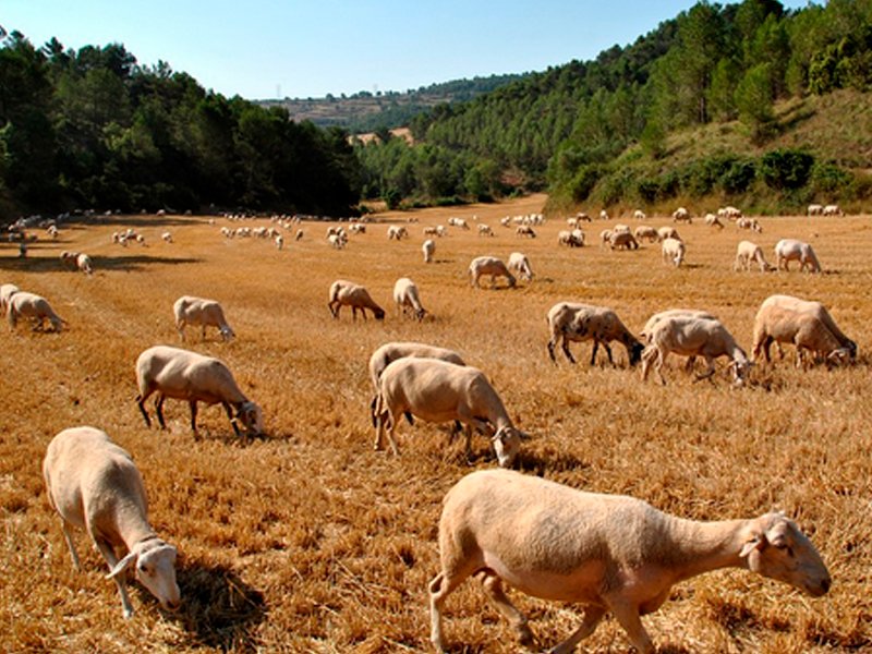 Foto cedida por Ayuntamiento de Algete