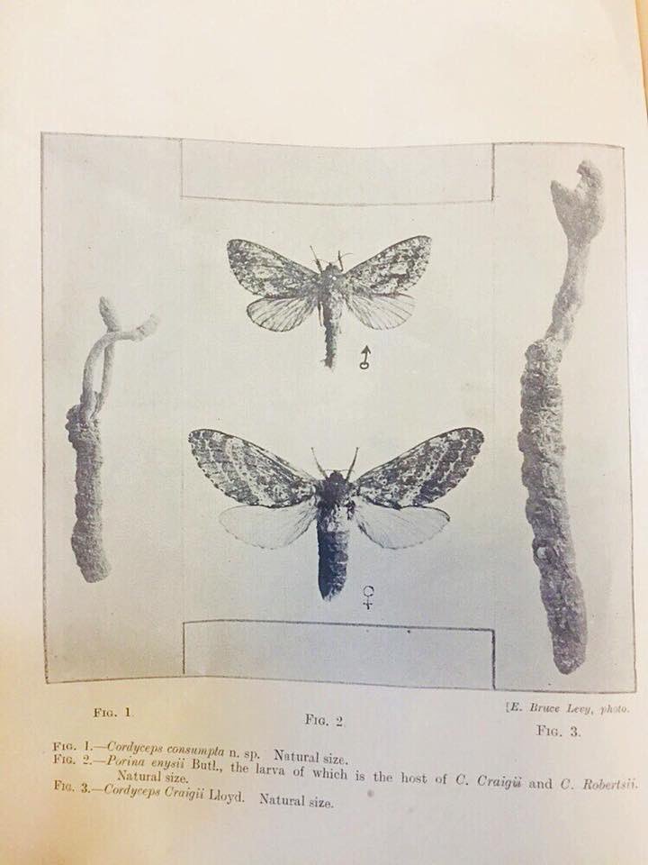 Mokoroa to some... the awheto caterpillar which crawls into the ground and becomes a plantlike fungi, traditionally used for tamoko.. 
. #ilovenature #plantmagic #ethnobotany
#indigenousknowledge #indigenousculture #indigenouswisdom #culturalindicators #communitybasedmonitoring