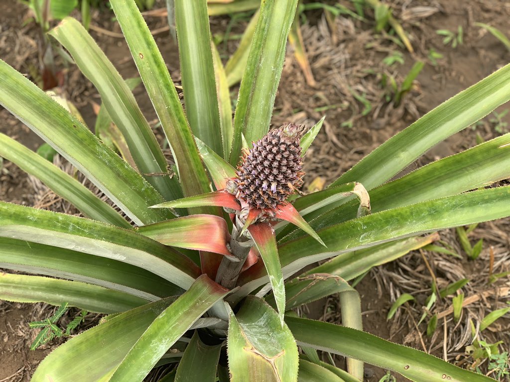 GTCCongo's tweet photo. Ananas de la variété « pain de sucre », provenant du Bénin
Ils ont une forme plus allongée que la variété traditionnellement cultivée au Congo (la « cayenne lisse ») et sont en général plus sucrés.
Aussi, même mûrs ils restent de couleur verte.
#CAPFOR #ChezMoiAuCongo https://t.co/1z5xJRKb2a