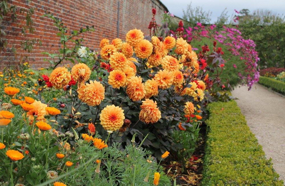 Dahlia season is in full swing at the places we care for.