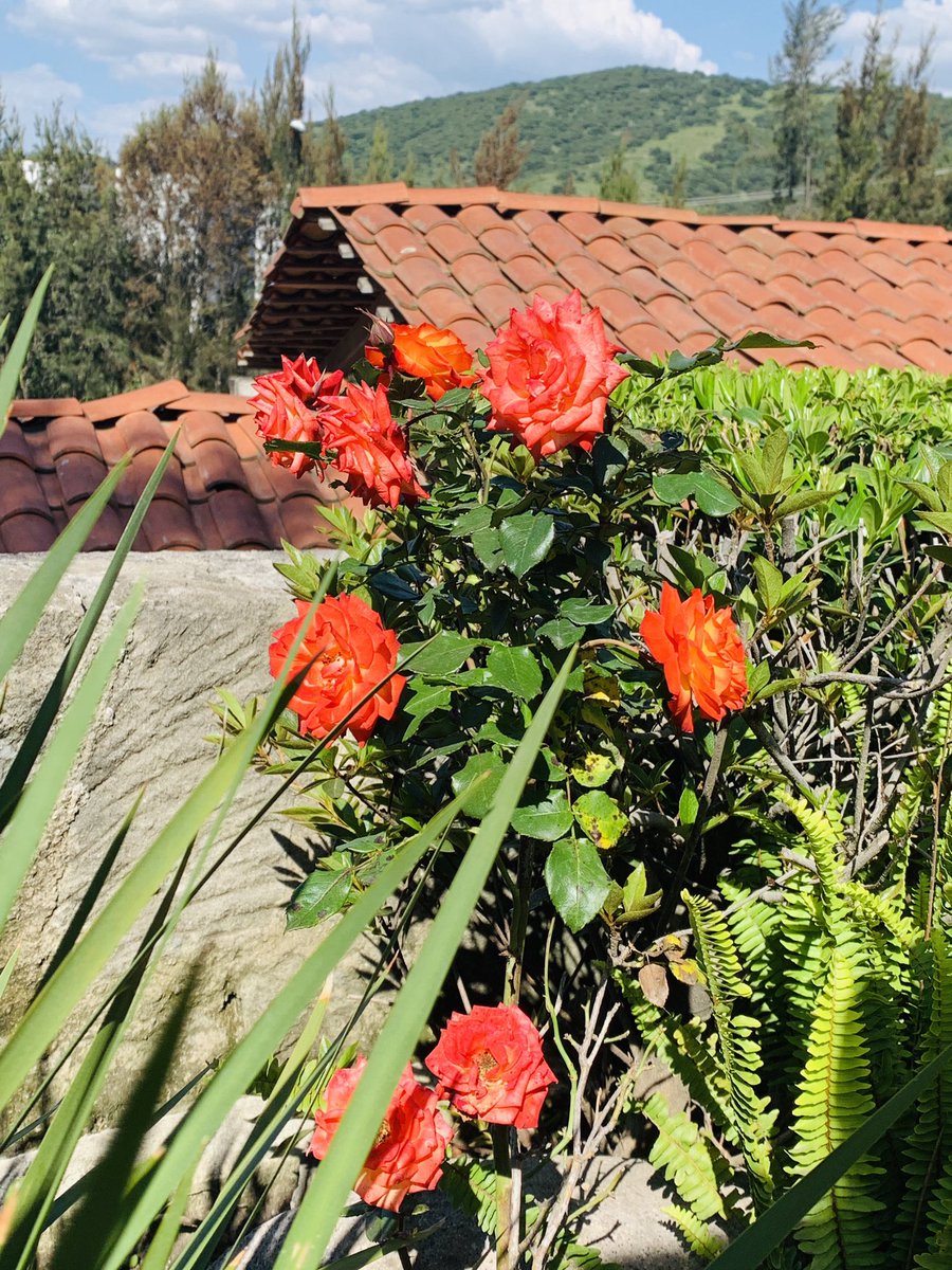 alfafire2's tweet photo. Beautiful roses 🌹🌹🌹🌹🌹🌹🌹 https://t.co/CvexSko6B9