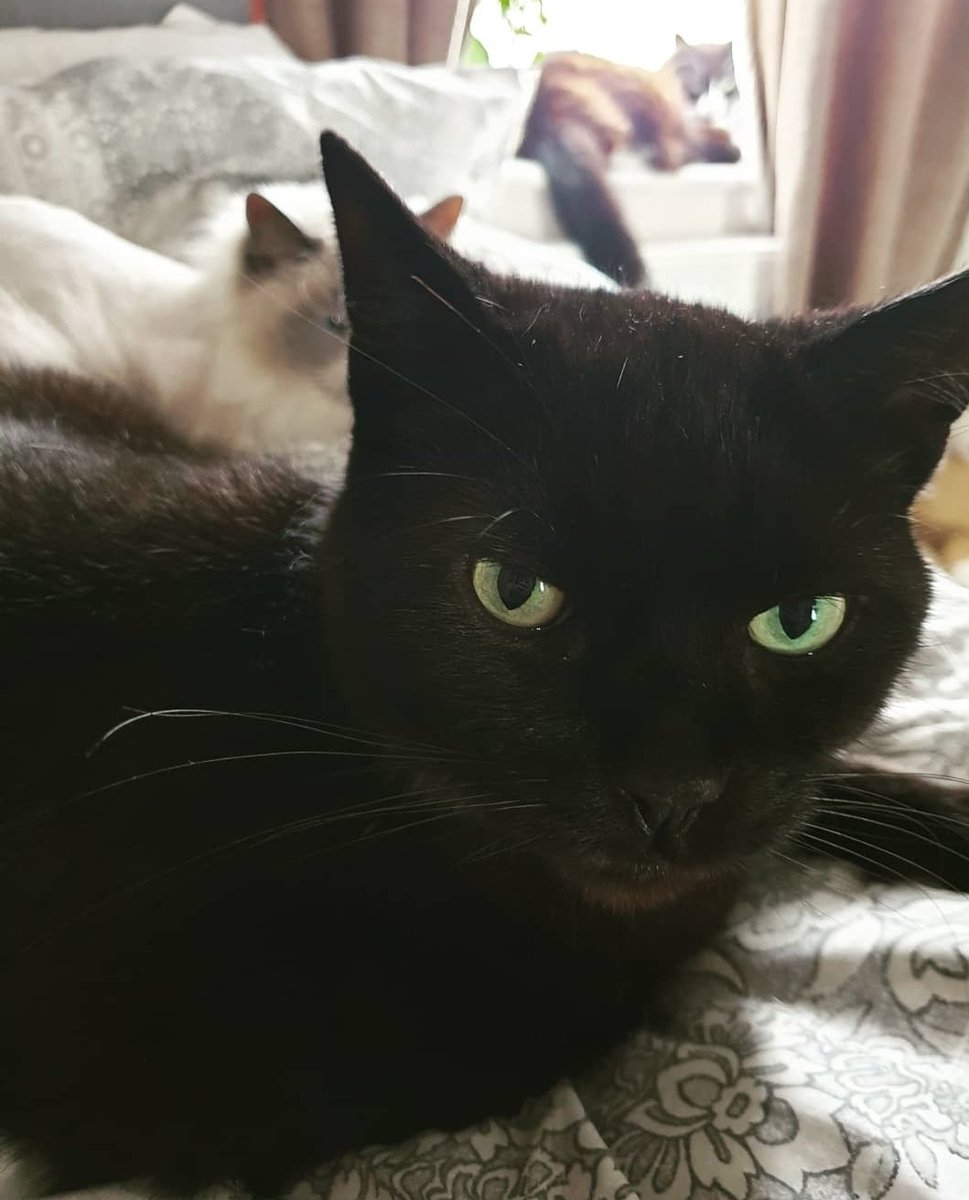MissPriyaJP's tweet photo. Time spent with cats is never wasted! #Caturday https://t.co/aOe5DmPuQQ