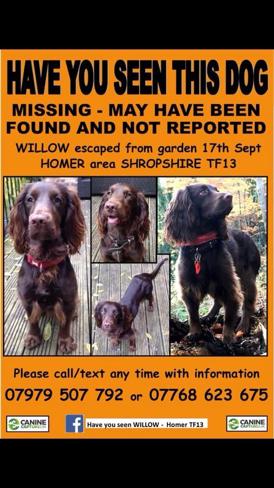 #LetsGetWillowHome 
❗️STOP PLS - RETWEET TY❗️

Her MUM is begging to help WILLOW HOME 

🔥STOLEN #Sprocker #spaniel 
17/9/18 11 months ago 
Today we’re trying to raise awareness with people who don’t know about WILLOW pls RT 🔥

doglost.co.uk/dog-blog.php?d…