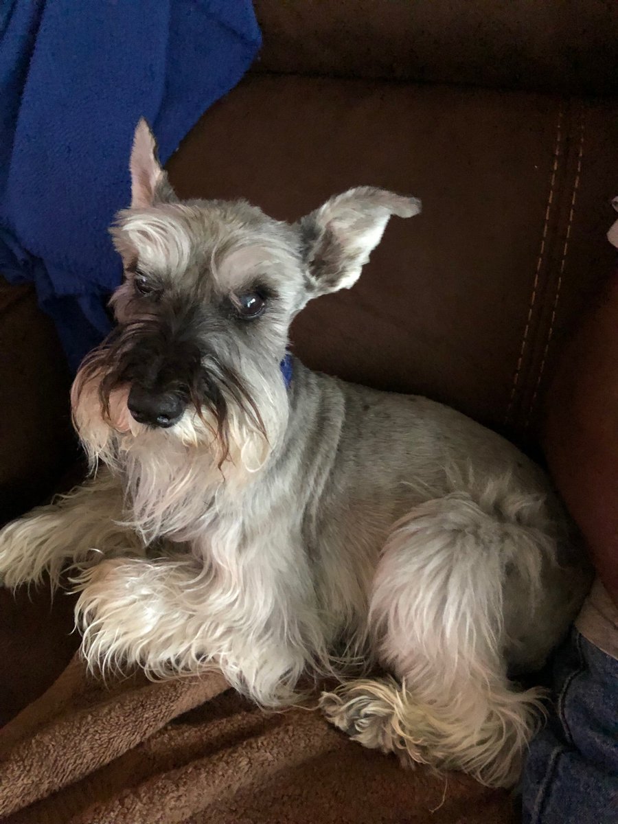 billierallen's tweet photo. I just lost my sweet Lilly. 14 yrs with us https://t.co/izMB3htyVY