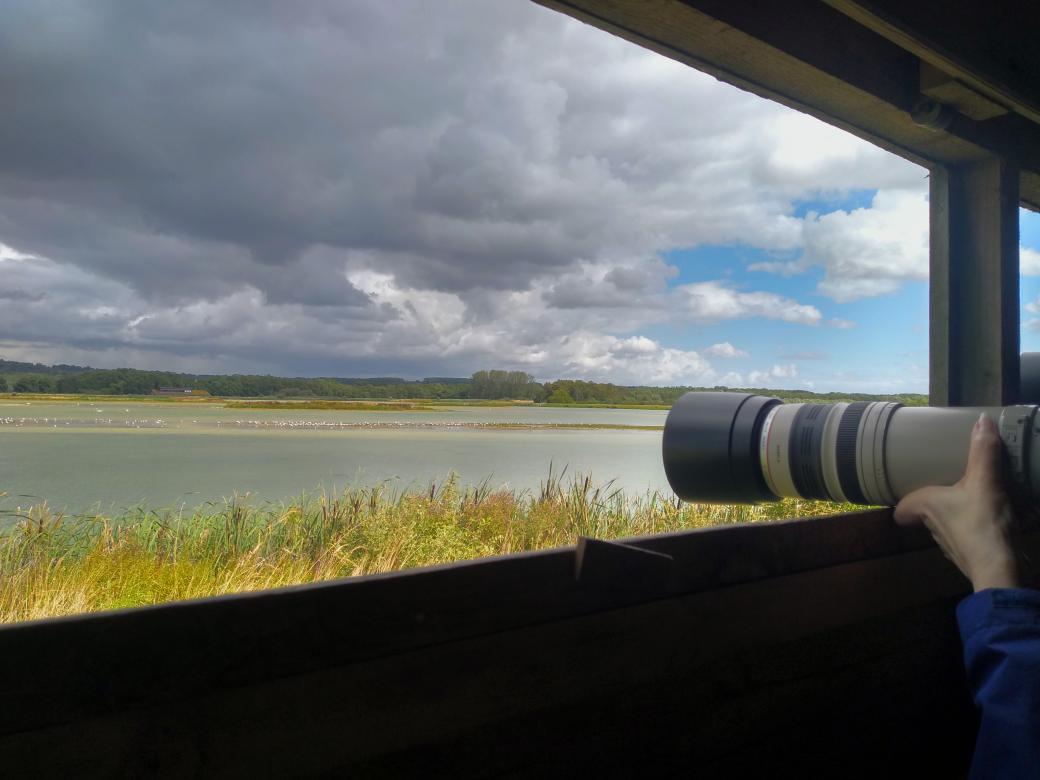 GreeneIndy's tweet photo. Day 2 of @TheBirdfair was absolutely amazing! Met up with loads of awesome people and have the chance to get on @TobyWarbler amazing Young Birders Walk!🦅📸

@Lucy_Lapwing @nuttytussock @Grovebirds @LucyMcRobert1 @DilgerTV @IoloWilliams2 @HannahLightley @Chick_Books #Birdfair https://t.co/W3WUXkekFH