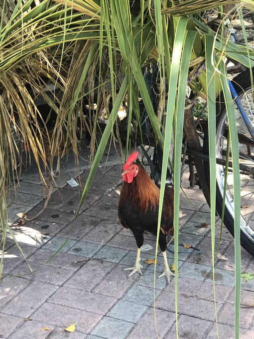 Enjoying Key West today. https://t.co/3qFLfuv2UP