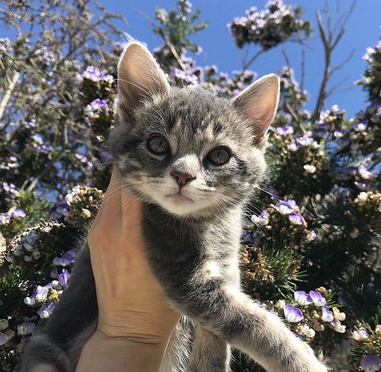 Cats Bible 🐱 (@catsbible) on Twitter photo 