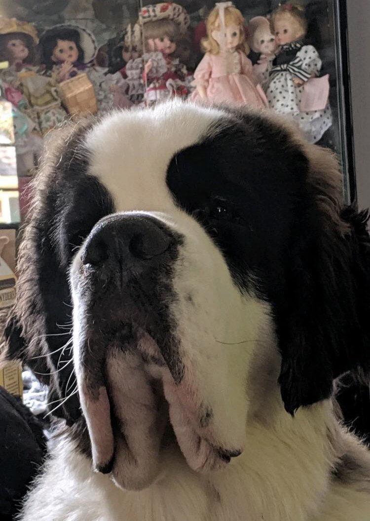 FarmBliss's tweet photo. This is one of our past babies growing up. RICKY is one handsome boy!🥰

Bliss Acres Farm  - AKC Saint Bernard's
https://t.co/huhst175Ly https://t.co/E4Kregz86X