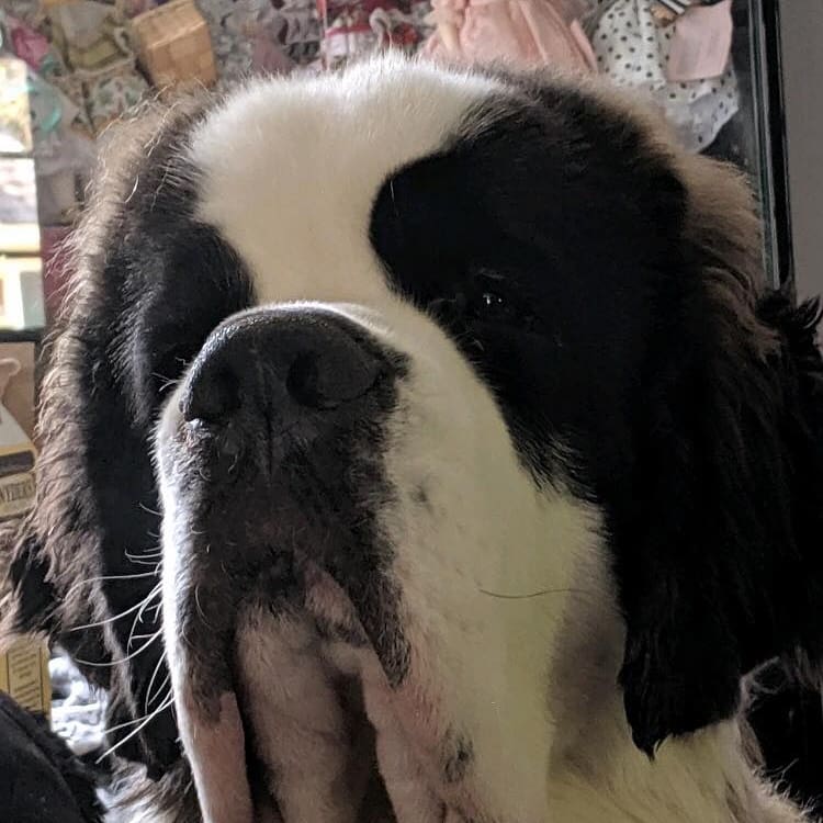 FarmBliss's tweet photo. This is one of our past babies growing up. RICKY is one handsome boy!🥰

Bliss Acres Farm  - AKC Saint Bernard's
https://t.co/huhst175Ly https://t.co/E4Kregz86X