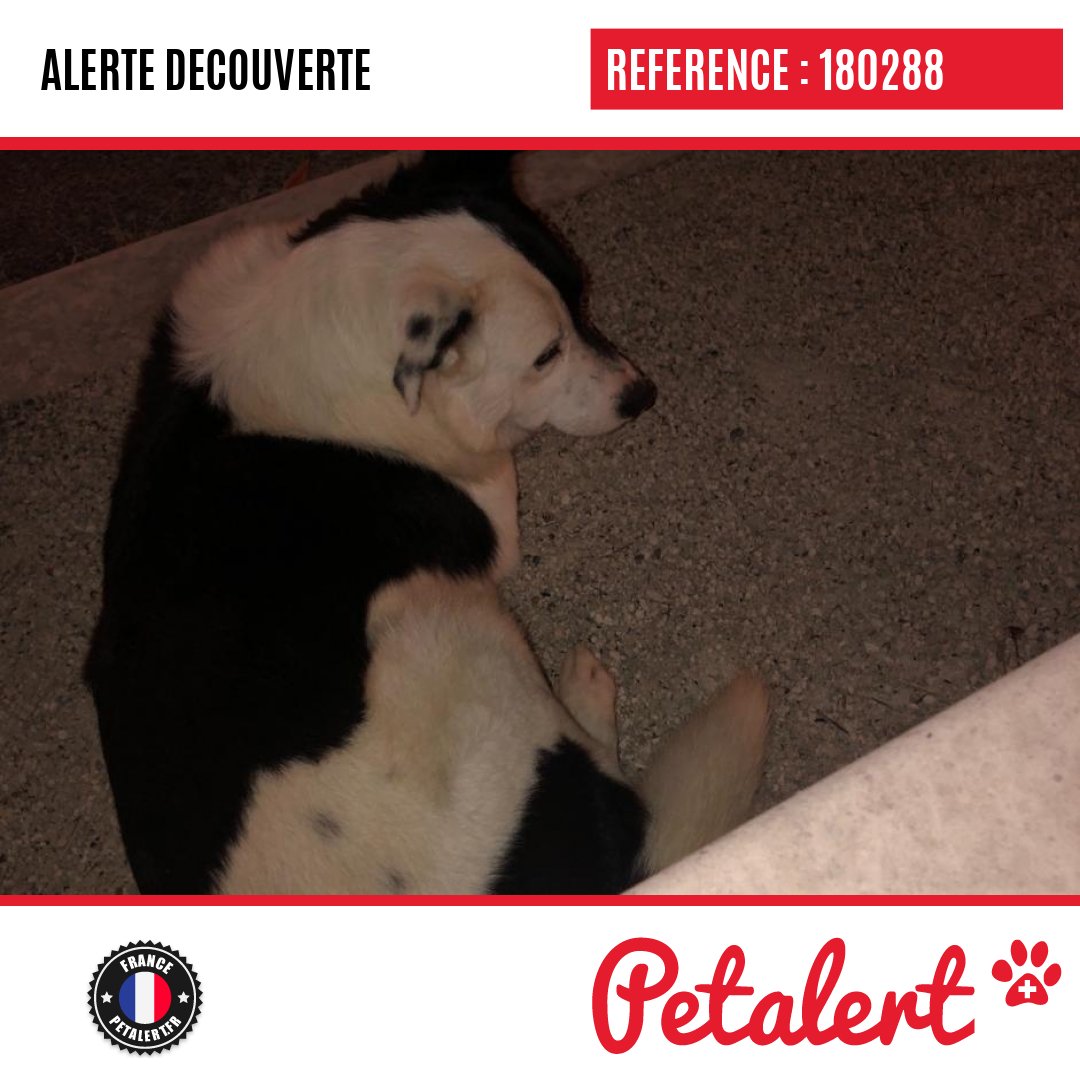 petalert_france's tweet photo. Trouvé #Chien #CharenteMaritime #Montguyon #Petalert  #PetAlert17 / https://t.co/H93rtdIm6d https://t.co/QaUrHdlzWv