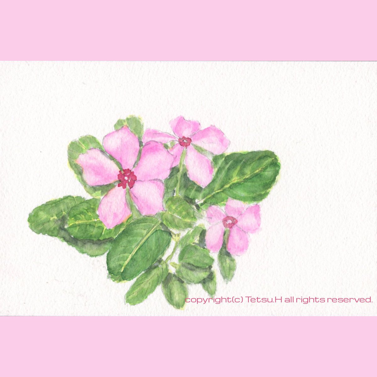 Tetsu Hirai ひとまず様子見 ニチニチソウ４ 19年作 植物画 透明水彩 スケッチ 日日草 ニチニチソウ Botanicalillustrations Sketch Watercolor Periwinkle T Co Ri8lqkuhqp Twitter