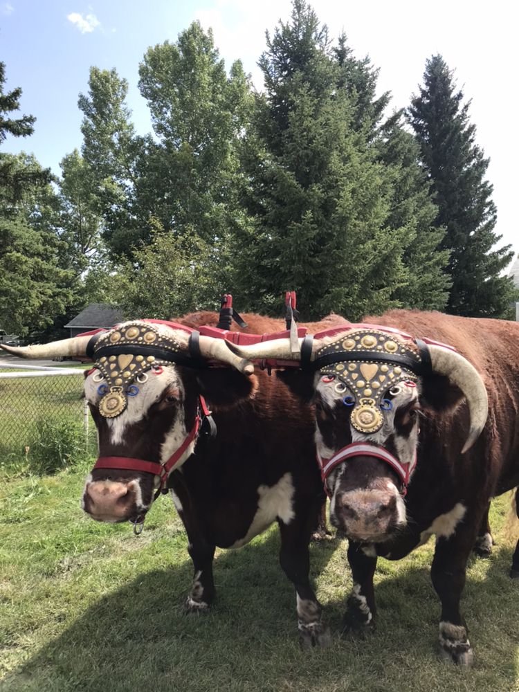 EauClaireCraft's tweet photo. The oxen, Bright & Lion, stopped by for a cocktail! Did you get a chance to say hi? @OpenFarmDays #shareeauclaire #yyc #abfarms https://t.co/4blY5pWQwe
