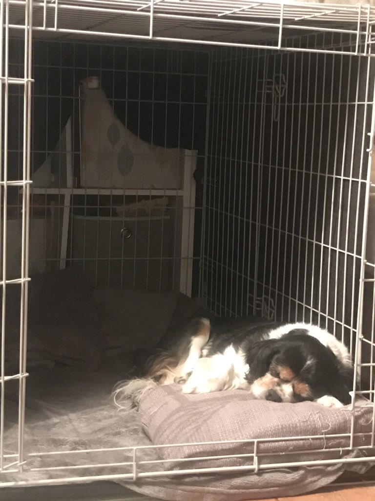 ladyand_gemma's tweet image. Now Gem is in but not Lady 🙈 #sameposition #sisters