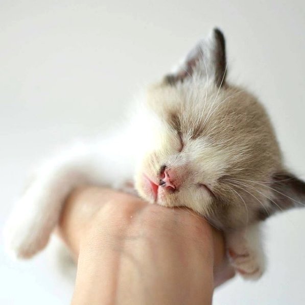 TodayCat1's tweet image. Oh well, is the weekend over yet? 😹😹 #instacats #cat #cats #kitty #pet #meow #pets #kittymeow