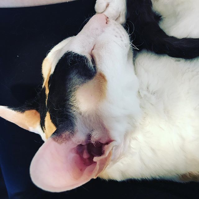 BulletFarmGal's tweet photo. Precious #Splendid on #caturday ... I love you, little friend #catsofinstagram #catsagram #cats_of_instagram #cornishrex #cornishrexcats https://t.co/H6qvT247EU https://t.co/VkQso2Qhvx