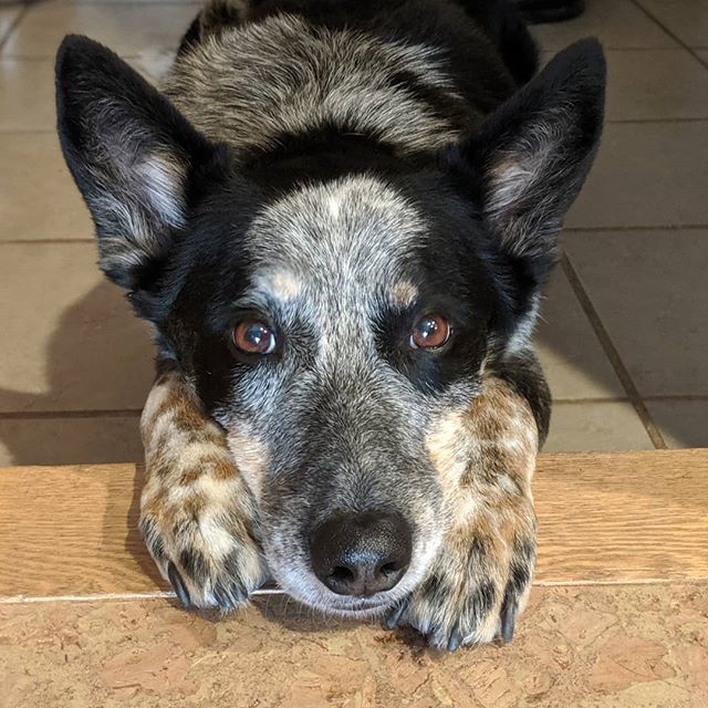 stoneworrior's tweet photo. Bankshaft 🥰
#queenslandhealers #bluehealer #adoptdontshop #workindog #cattledog #sanluisobispo #calpolyslo #pixel2xlphotography #williamstonephotography https://t.co/6hUkhO4Wz4 https://t.co/mQLQeqduvX