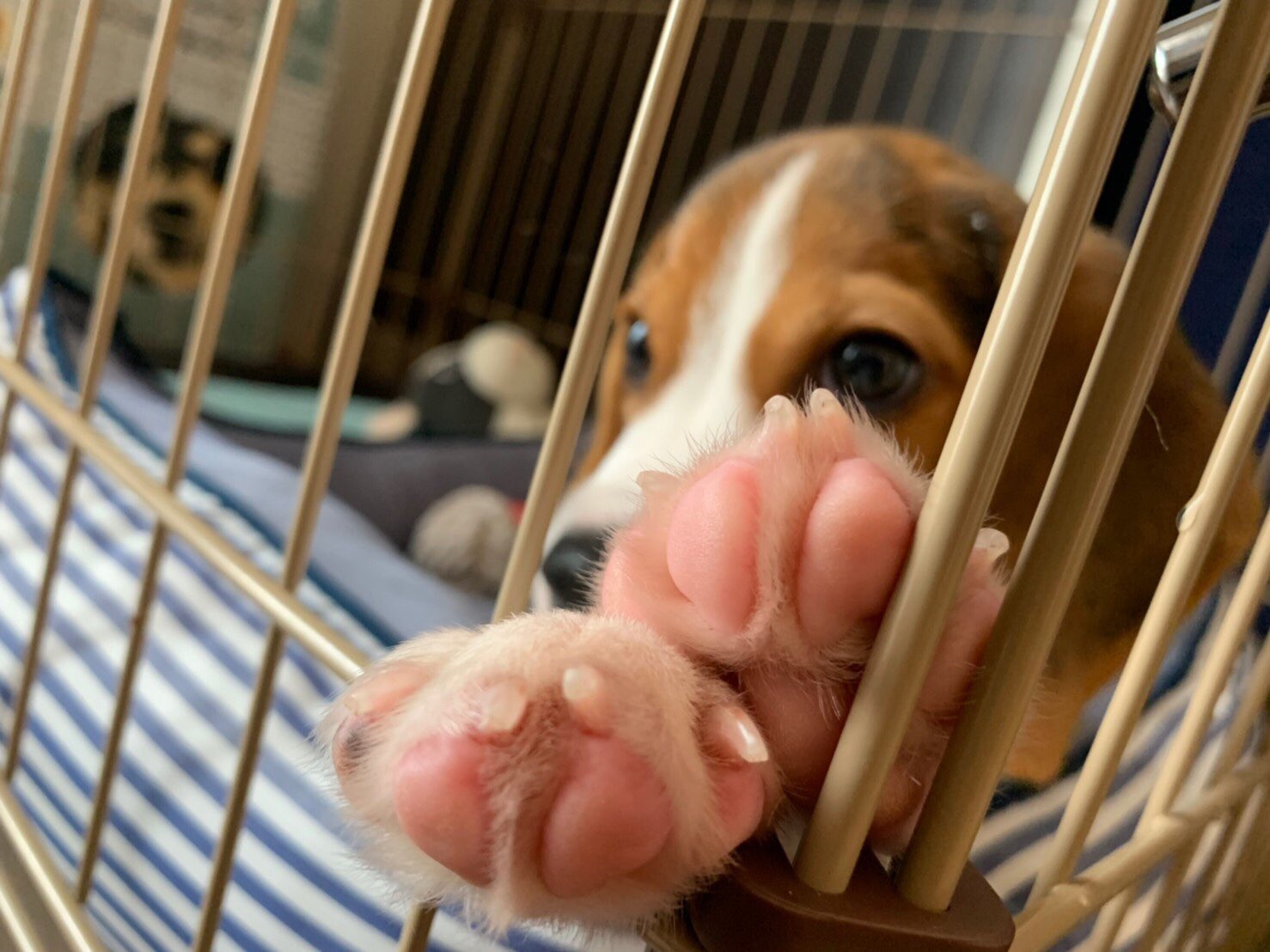 ビーグル梵ちゃん Twitter પર 肉球がピンクなのは今だけかな わんちゃんも猫ちゃんも肉球の匂いって嗅ぎたくなる 香ばしい 笑 犬 Dog ビーグル Beagle 犬好き 子犬 肉球 T Co Zz8ld6kncp Twitter