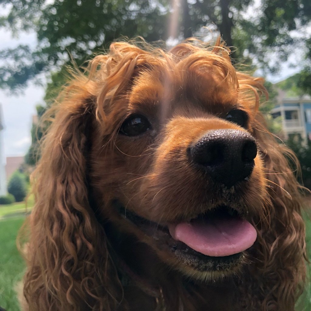 littlepenny2015's tweet photo. Always smiling. 
#658create #smiling #puppy #dogsoftwitter #cockapoo #summer #weekends https://t.co/oegZRiw9J0