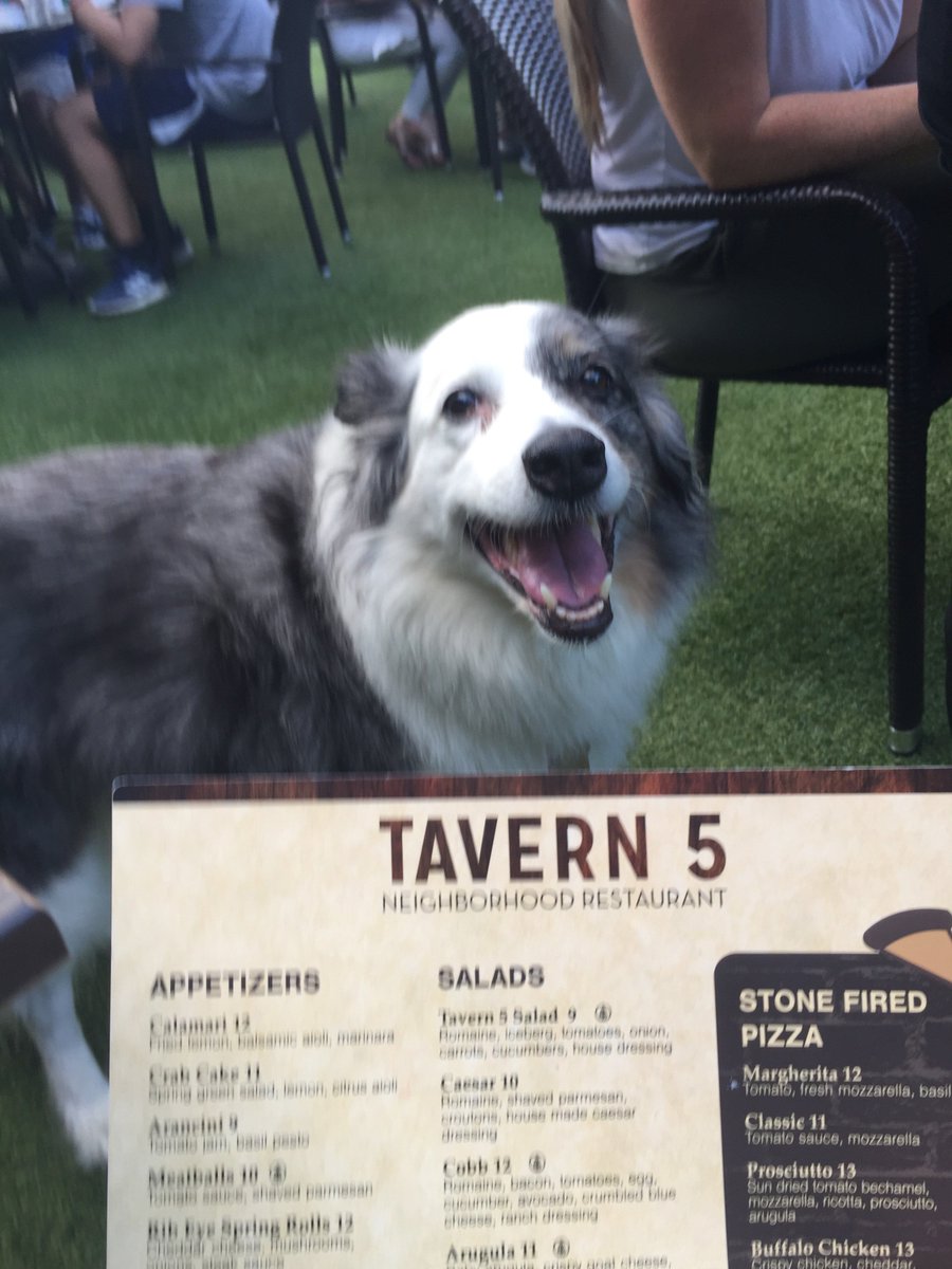 JayJStack's tweet image. Amie Eats 
Great service, food was the best. Big dog lovers. They even treated Amie to a hamburger.
#great-food #tavern5 #pomptonplains #resturants