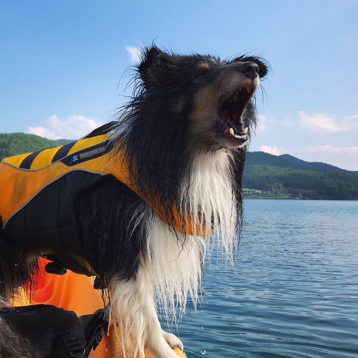 Charpowjoy's tweet photo. 吠えてやる〜〜〜!
#sheltie #shetlandsheepdog #シェルティー #シェルティーと遊ぶ #alphaicon #alphaicon写真投稿キャンペーン #あそんちゅスタイルアドベンチャーズ #ガイド犬 #kayakingdog #2019summer https://t.co/EM7qtevtuC