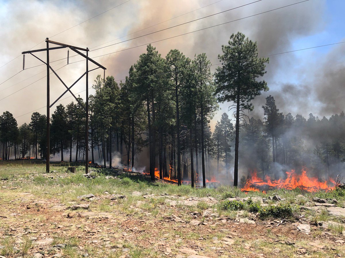 Coconino NF tweet media