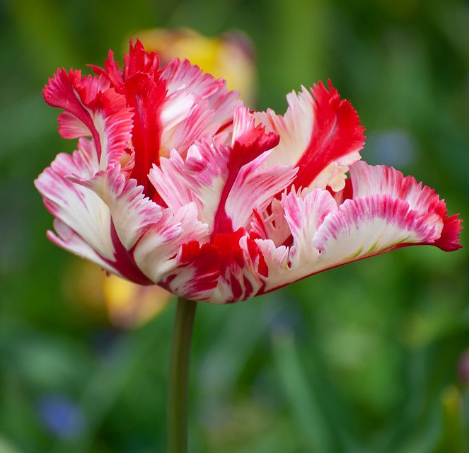 Mind blowing! #digdropdone #fallbulbs #springblooms #tulips #fantasticflowers