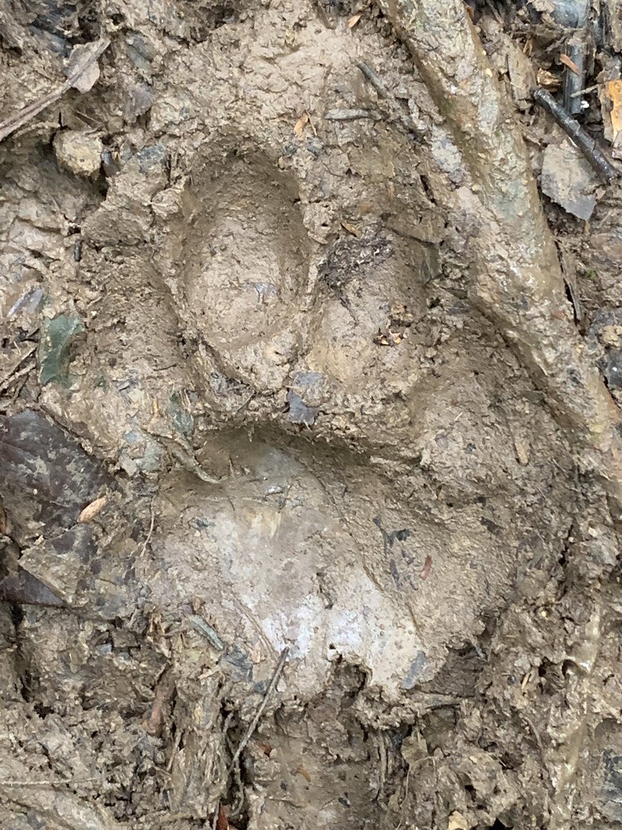 eden_amazon's tweet photo. We’re not the only ones using the trails at Eden Amazon Lodge. Do you know what animal track this is?
#AnimalTrack #Adventure #Rainforest #DiscoverEcuador #Amazonia #YasuniNationalPark #YasuniBiosphereReserve #UNESCOBiosphereReserve #EcoTourism #Conservation #EdenAmazonLodge https://t.co/mwZvlg7tRk