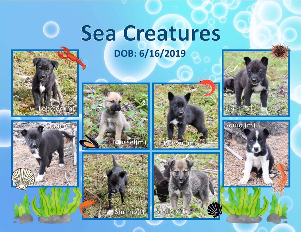 HuskyHomestead's tweet photo. Zigs pups have been named! And the litter theme is ...🥁🥁🥁... Sea Creatures! Welcome Lobster, Clam, Mussel, Shrimp, Prawn, Scallop, Urchin, and Squid!
.
.
.
#huskyhomestead #denali #alaska #travelalaska #denalidestination #wheredogsareking #ziglets #puppiesoftwitter #redpaw https://t.co/9VoNlkHEEi