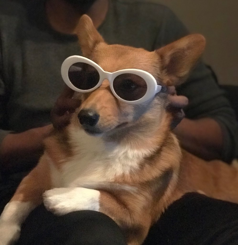 Dog deals clout goggles