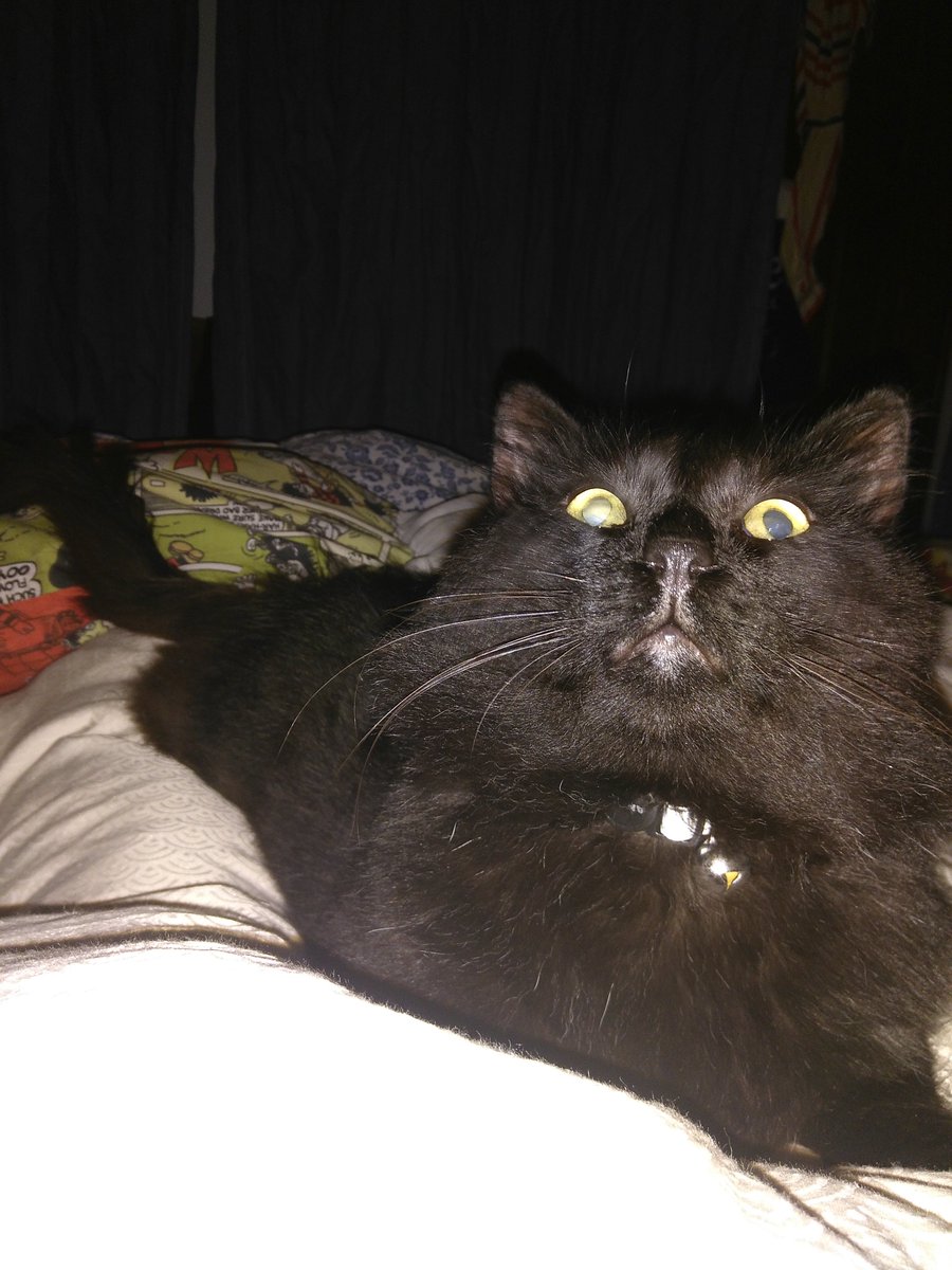 #BlackCatAppreciationDay