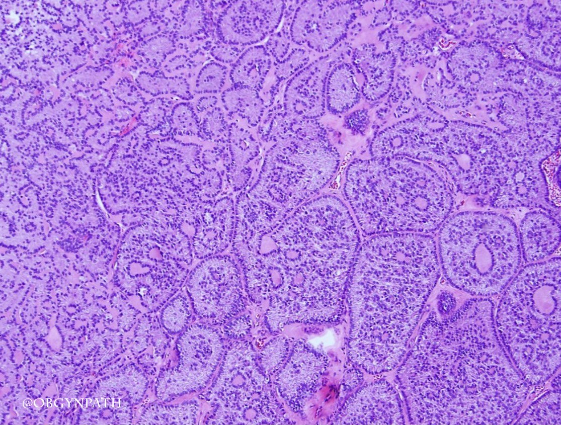 Katja Gwin M.D. tweet media