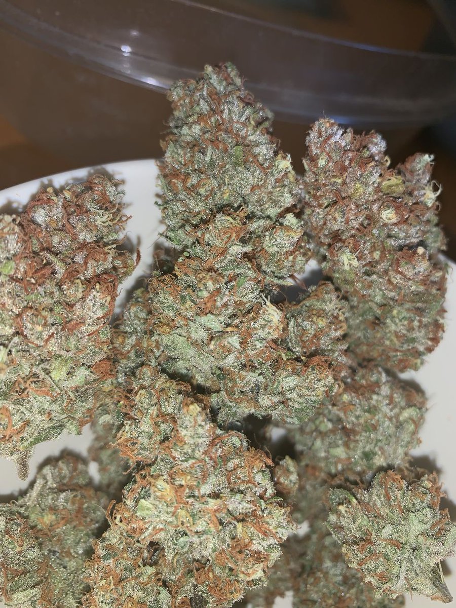 BlackDogLED's tweet photo. Excited to see the results of @pepperland64 's  plants @thegrowoff awards ceremony next week! She crushed her 2 plants with the PhtyoMAX-2 400 in a 2'x2' tent. Nice work!
________________________________________
#blackdogled #phytomax #phytomax2 #phytogenesis #thegrowoff https://t.co/TLWHb3ROx9