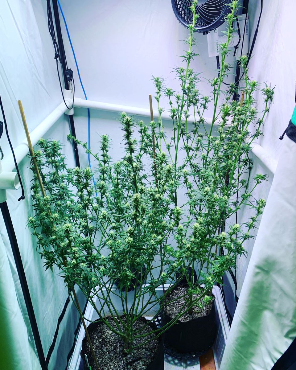 BlackDogLED's tweet photo. Excited to see the results of @pepperland64 's  plants @thegrowoff awards ceremony next week! She crushed her 2 plants with the PhtyoMAX-2 400 in a 2'x2' tent. Nice work!
________________________________________
#blackdogled #phytomax #phytomax2 #phytogenesis #thegrowoff https://t.co/TLWHb3ROx9