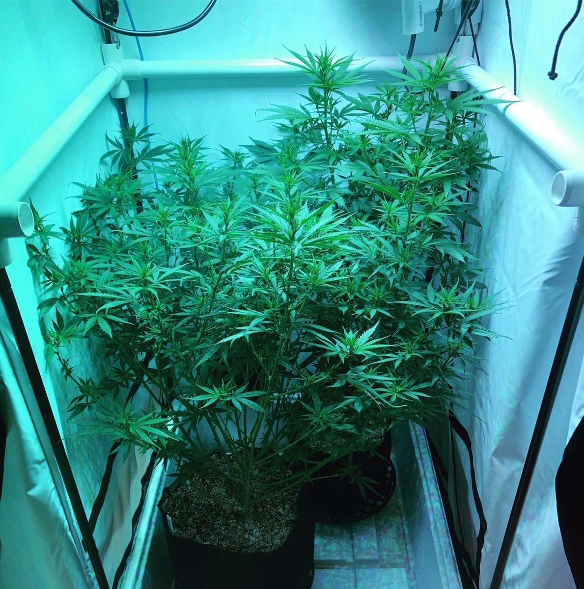 BlackDogLED's tweet photo. Excited to see the results of @pepperland64 's  plants @thegrowoff awards ceremony next week! She crushed her 2 plants with the PhtyoMAX-2 400 in a 2'x2' tent. Nice work!
________________________________________
#blackdogled #phytomax #phytomax2 #phytogenesis #thegrowoff https://t.co/TLWHb3ROx9