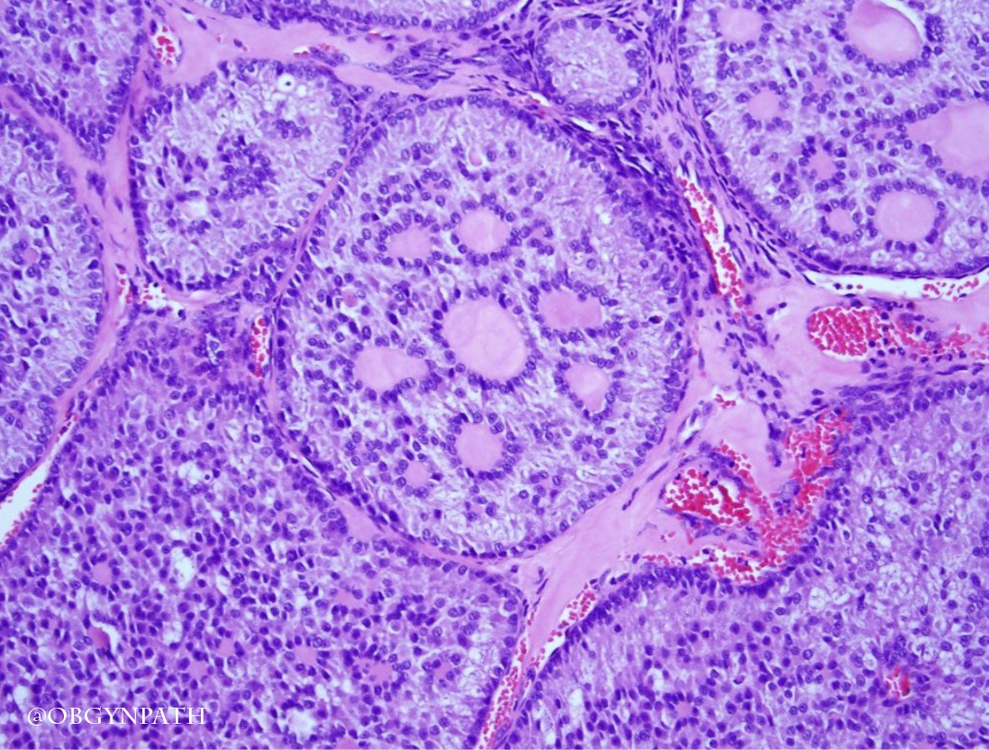 Katja Gwin M.D. tweet media